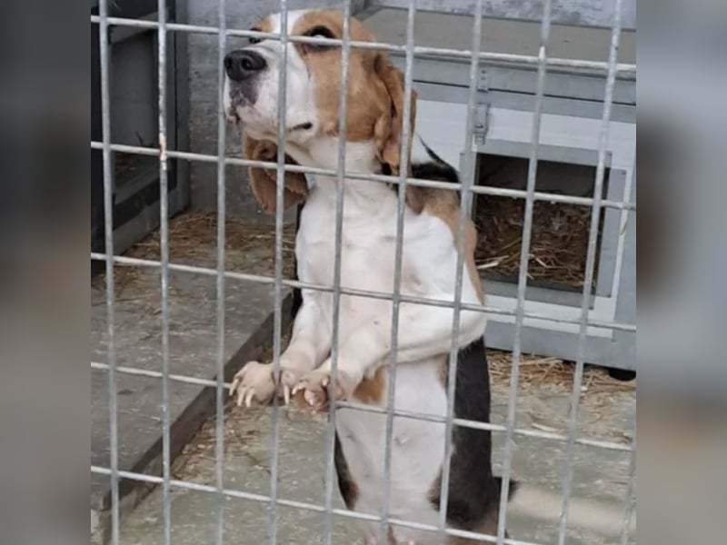 ETTA - GUTE LAUNE AUF 4 PFOTEN