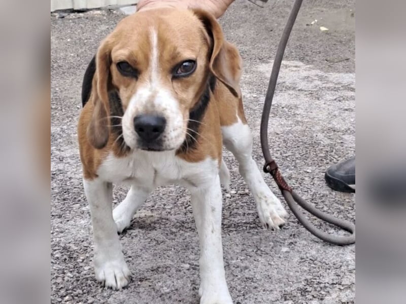 GINO MÖCHTE ANKOMMEN GINO MÖCHTE ANKOMMEN