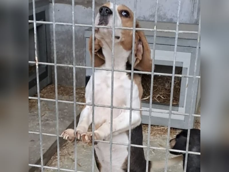 ETTA - GUTE LAUNE AUF 4 PFOTEN