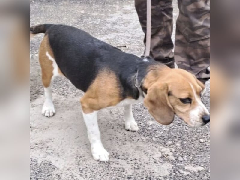 GINO MÖCHTE ANKOMMEN GINO MÖCHTE ANKOMMEN