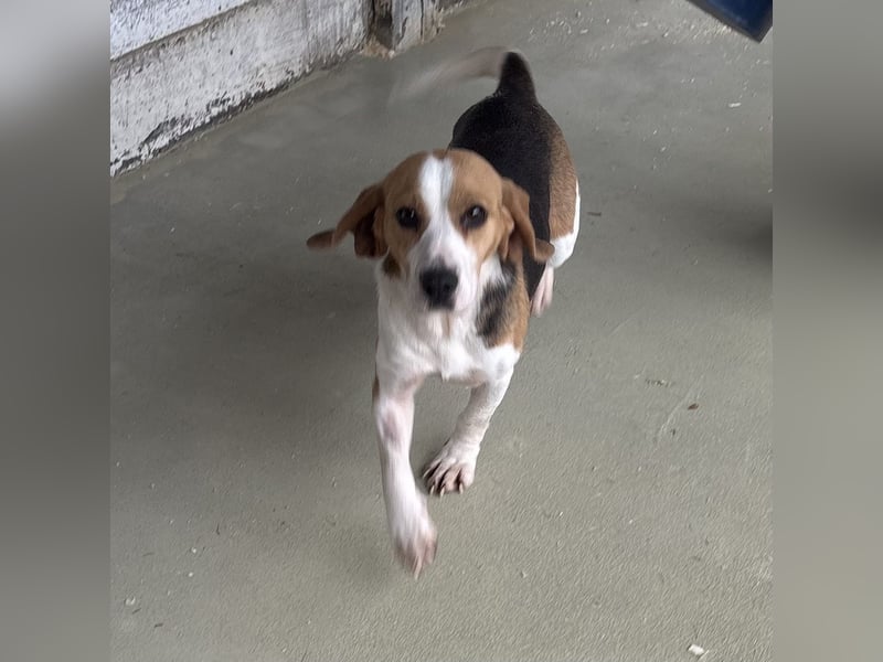 ETTA - GUTE LAUNE AUF 4 PFOTEN