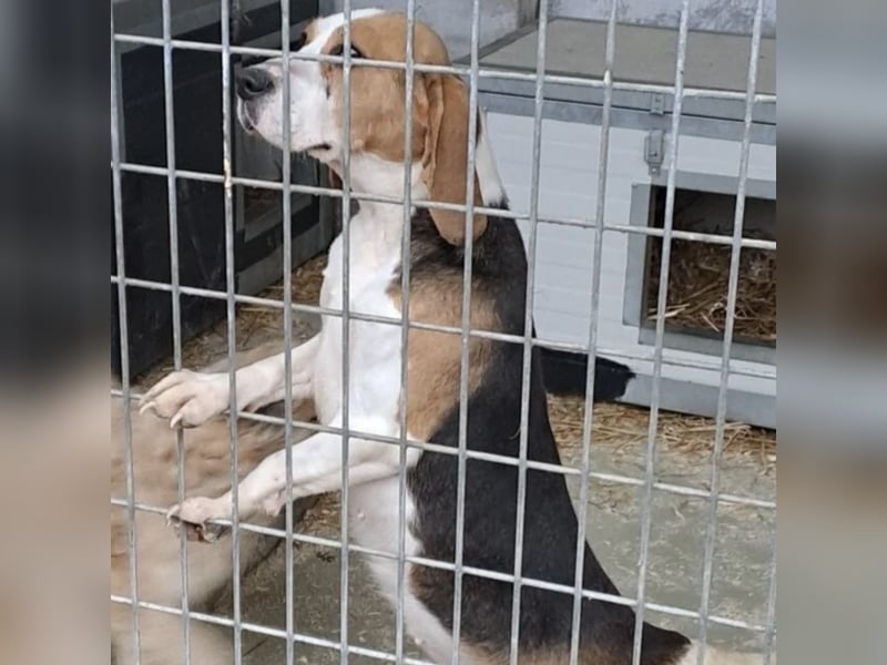 ETTA - GUTE LAUNE AUF 4 PFOTEN