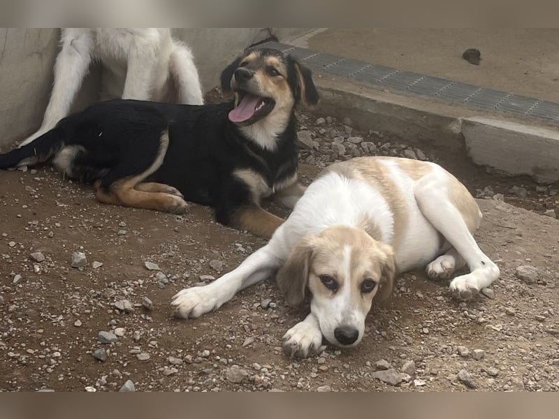 Buffy: ein Schatz für "Überall mit dabei" Buffy: ein Schatz für "Überall mit dabei"