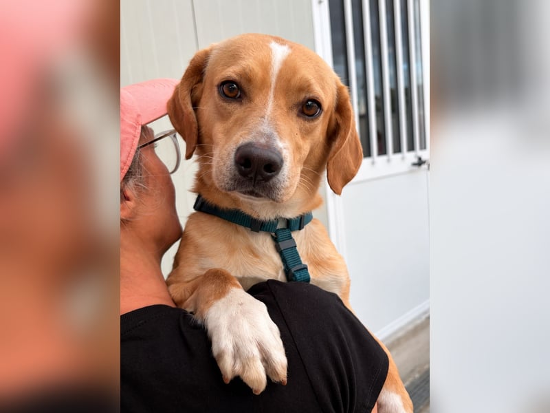Lucillo: Beagle-Mix für "überall mit dabei"
