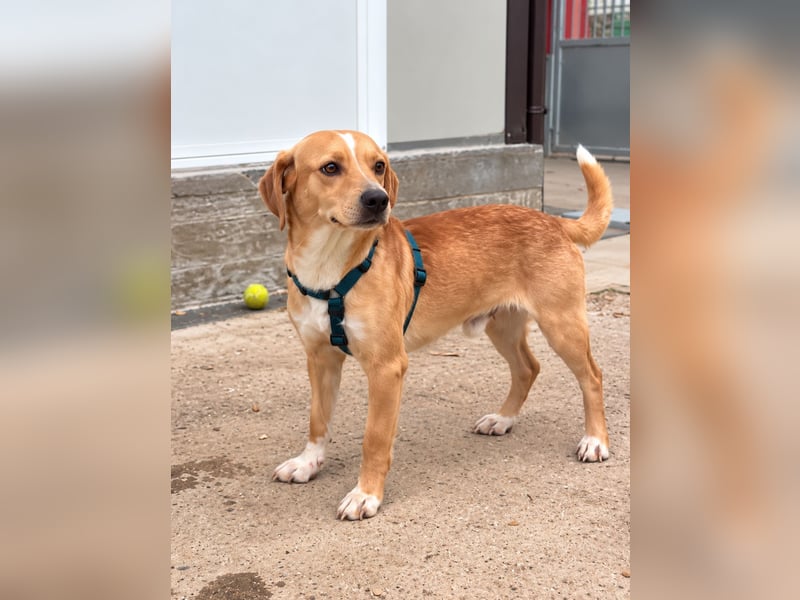 Lucillo: Beagle-Mix für "überall mit dabei"
