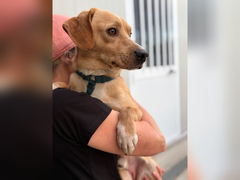Lucillo: Beagle-Mix für "überall mit dabei"
