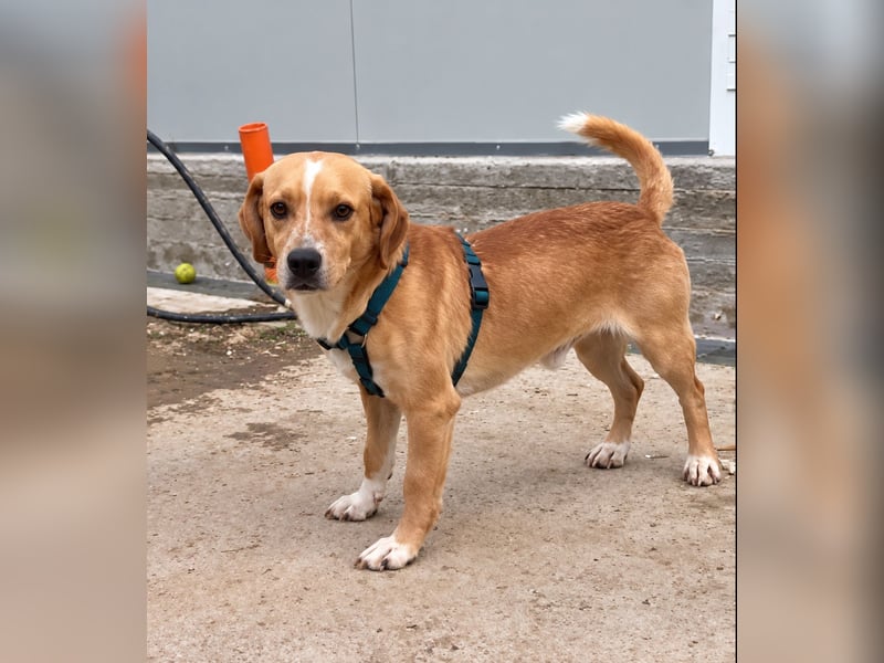 Lucillo: Beagle-Mix für "überall mit dabei"