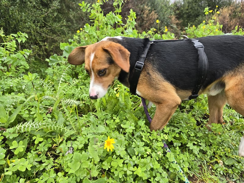 Macchia: ideal für die Familie