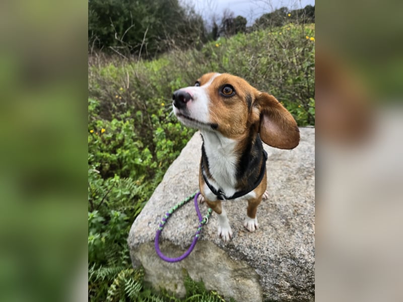 Macchia: Papa mit Herz