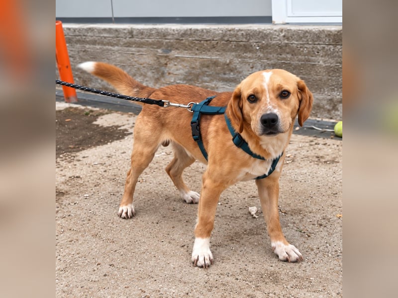 Lucillo: Beagle-Mix für "überall mit dabei"
