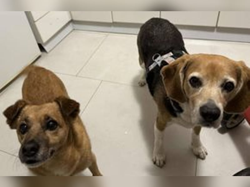 MIMI - die liebe Seniorin träumt von einem liebevollen Für-Immer Zuhause!