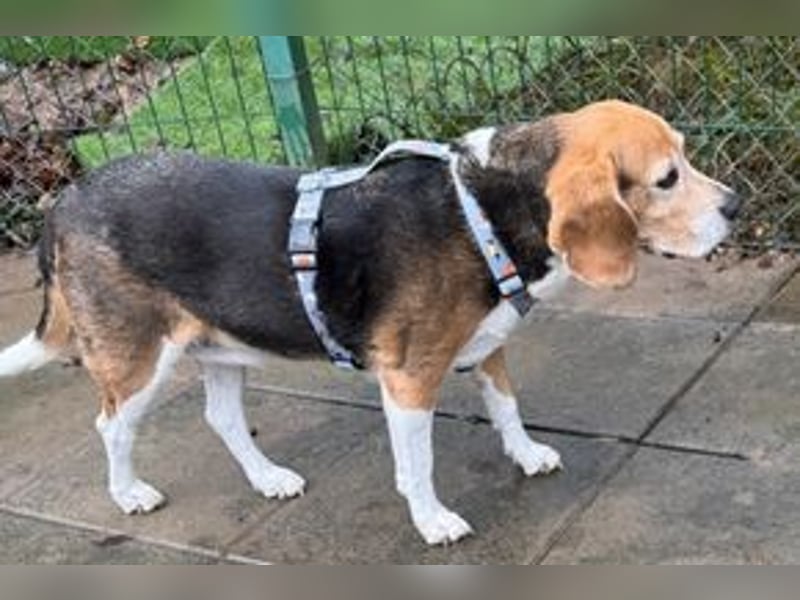 MIMI - die liebe Seniorin träumt von einem liebevollen Für-Immer Zuhause!