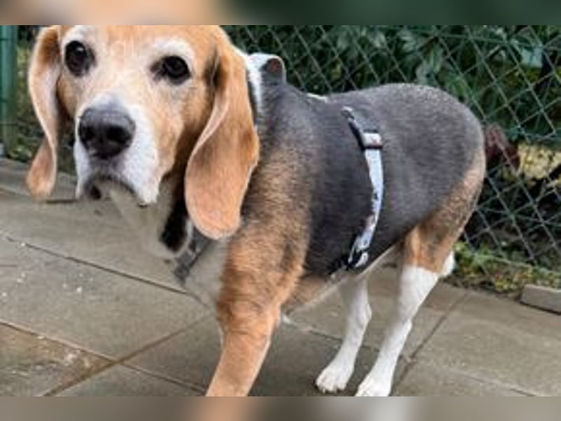 MIMI - die liebe Seniorin träumt von einem liebevollen Für-Immer Zuhause!