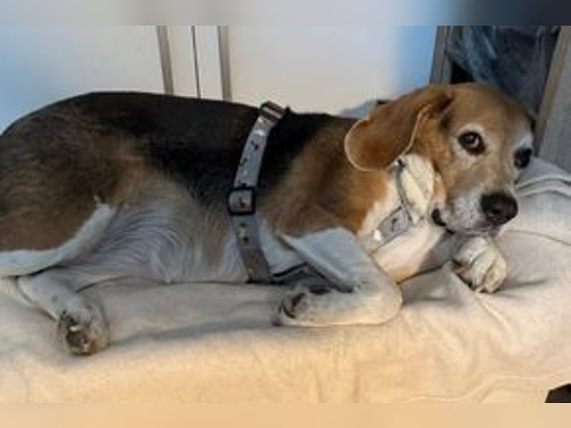 MIMI - die liebe Seniorin träumt von einem liebevollen Für-Immer Zuhause!