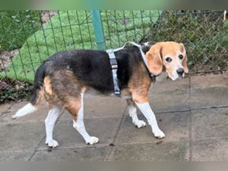 MIMI - die liebe Seniorin träumt von einem liebevollen Für-Immer Zuhause!