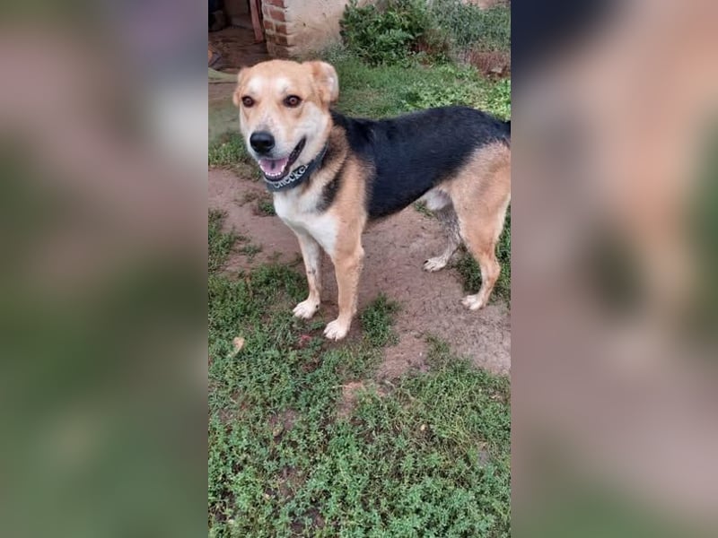 Mizuki freundliche ruhige Beagle-Schäferhund Mix Hündin