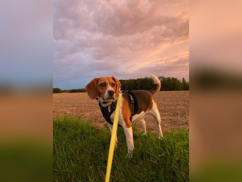 ♥PIPPO♥ verliert sein Zuhause in Leverkusen -verschmuster, sehr menschenbezogener, sanfter Rüde 40cm