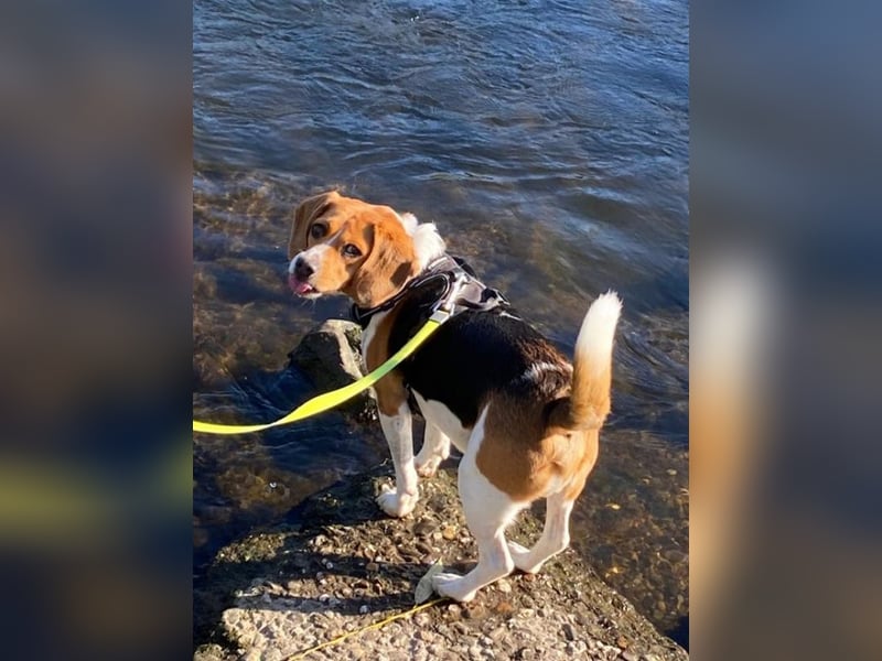 ♥PIPPO♥ verliert sein Zuhause in Leverkusen -verschmuster, sehr menschenbezogener, sanfter Rüde 40cm