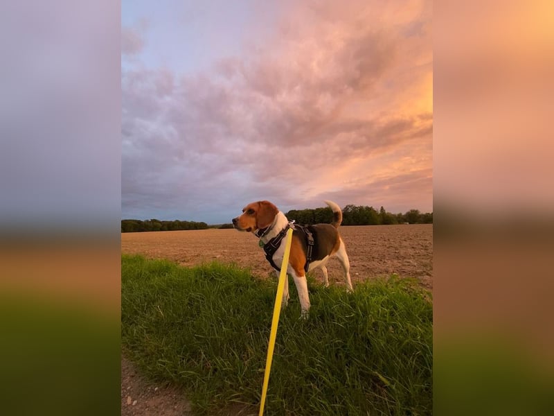 ♥PIPPO♥ verliert sein Zuhause in Leverkusen -verschmuster, sehr menschenbezogener, sanfter Rüde 40cm