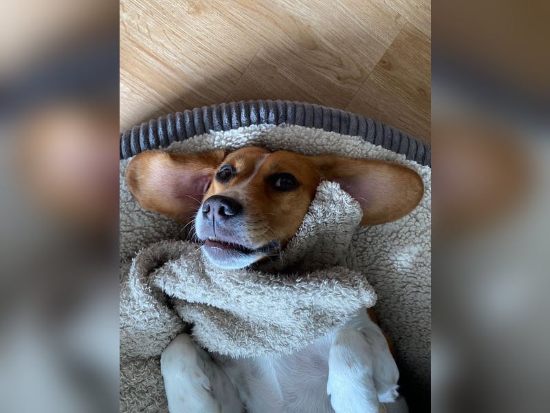 ♥PIPPO♥ verliert sein Zuhause in Leverkusen -verschmuster, sehr menschenbezogener, sanfter Rüde 40cm