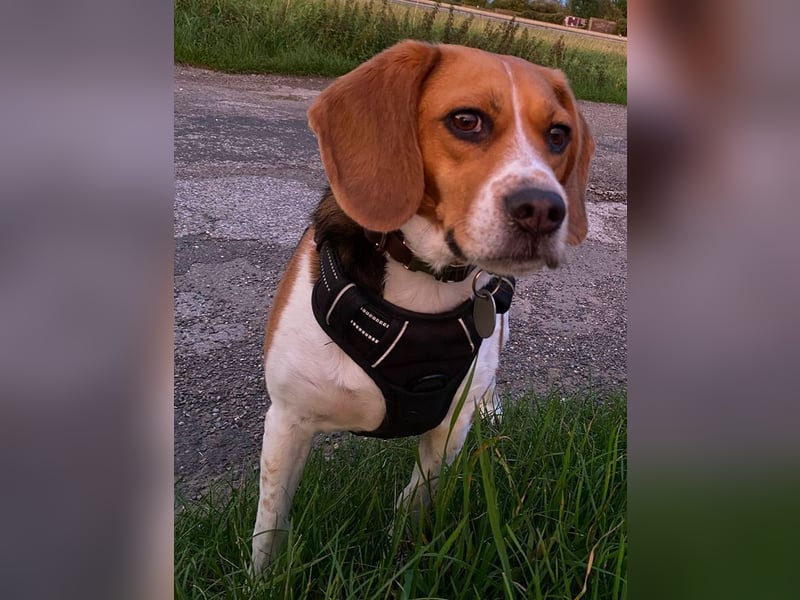 ♥PIPPO♥ verliert sein Zuhause in Leverkusen -verschmuster, sehr menschenbezogener, sanfter Rüde 40cm