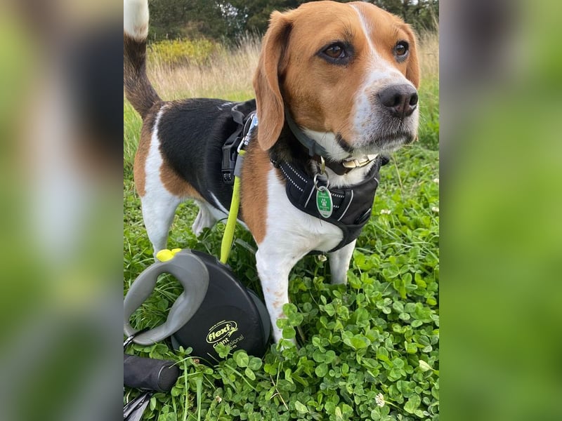♥PIPPO♥ verliert sein Zuhause in Leverkusen -verschmuster, sehr menschenbezogener, sanfter Rüde 40cm