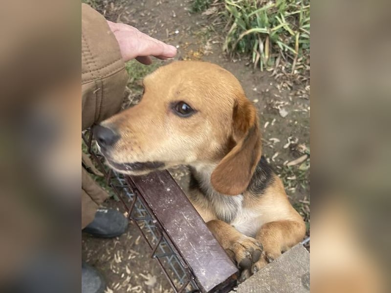 ♥LILLI♥ süße, kleine, total liebe und verschmuste Beagle-Mix-Junghündin 35 cm