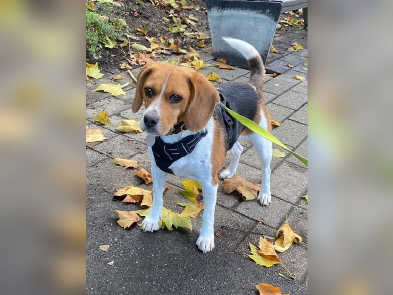 ♥PIPPO♥ verliert sein Zuhause in Leverkusen -verschmuster, sehr menschenbezogener, sanfter Rüde 40cm