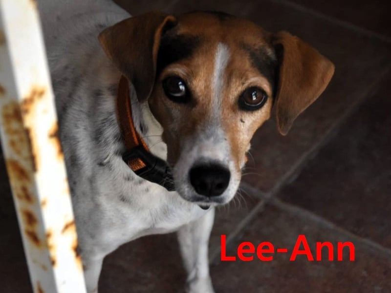 Lee-Ann geb. 05/2023 (ESP) - feinfühlige, ruhige und süße Beagle-Mix Hündin!