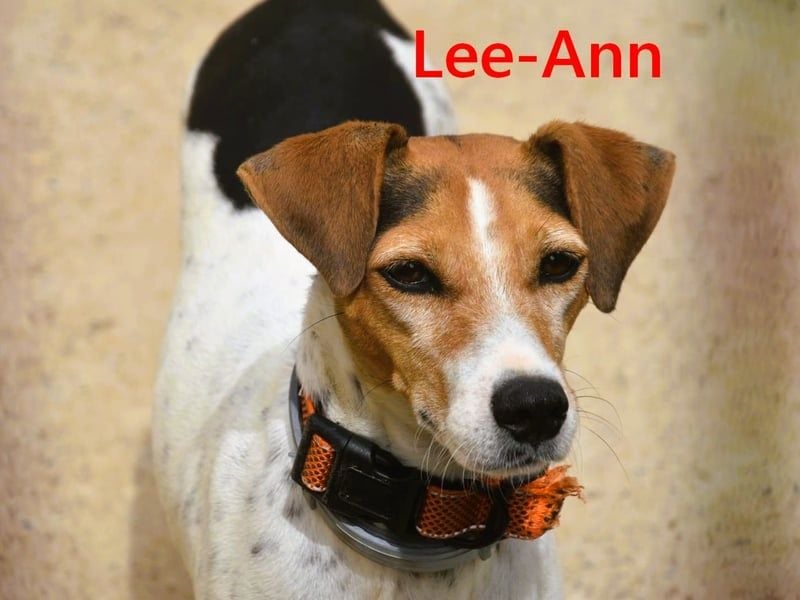 Lee-Ann geb. 05/2023 (ESP) - feinfühlige, ruhige und süße Beagle-Mix Hündin!