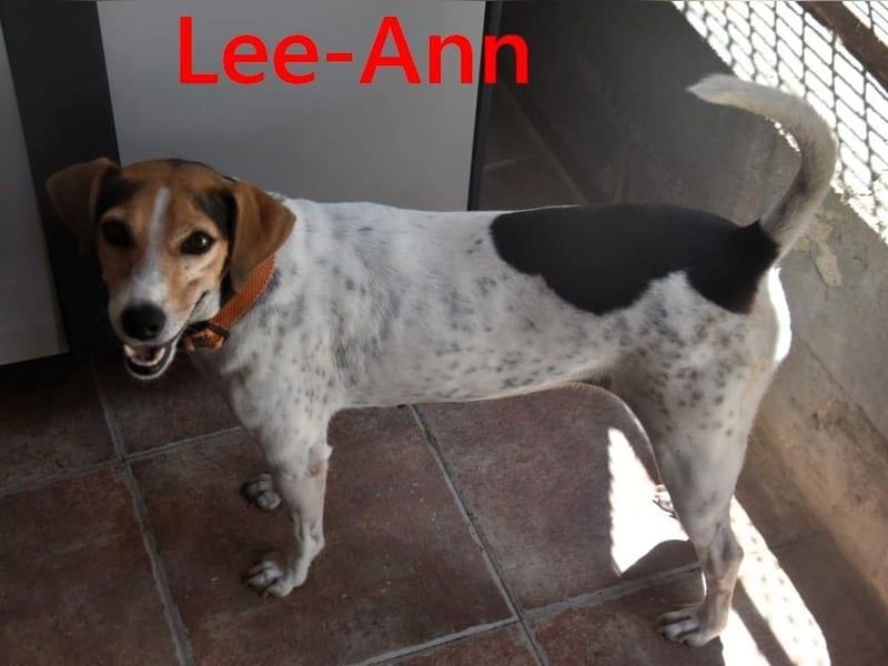 Lee-Ann geb. 05/2023 (ESP) - feinfühlige, ruhige und süße Beagle-Mix Hündin!
