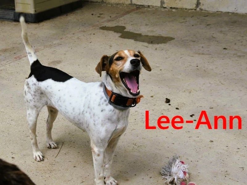 Lee-Ann geb. 05/2023 (ESP) - feinfühlige, ruhige und süße Beagle-Mix Hündin!