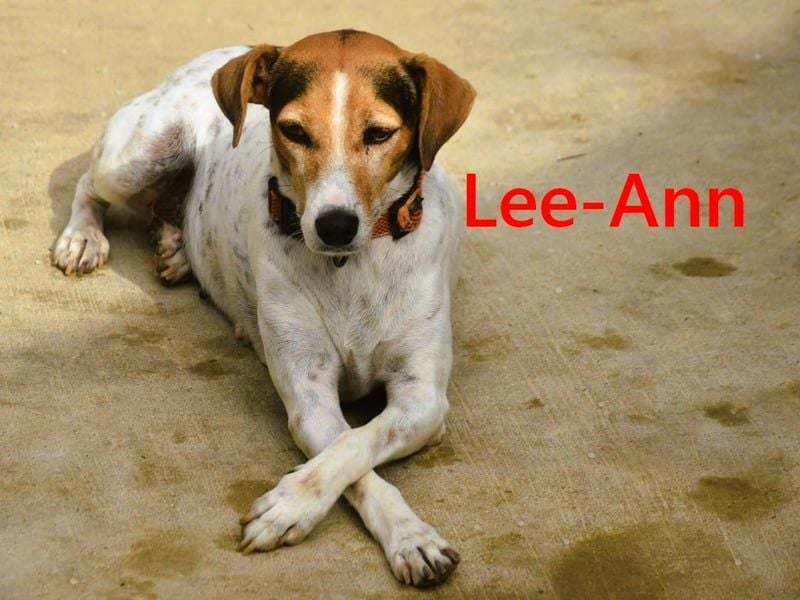Lee-Ann geb. 05/2023 (ESP) - feinfühlige, ruhige und süße Beagle-Mix Hündin!