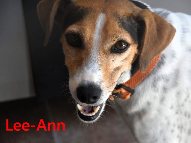 Lee-Ann geb. 05/2023 (ESP) - feinfühlige, ruhige und süße Beagle-Mix Hündin!