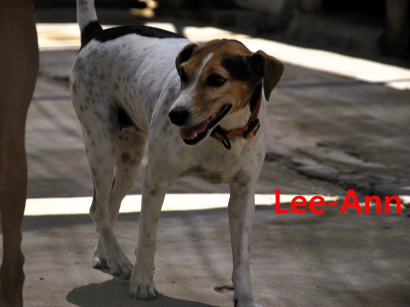 Lee-Ann geb. 05/2023 (ESP) - feinfühlige, ruhige und süße Beagle-Mix Hündin!