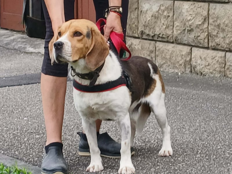 Rex sucht seine Familie!