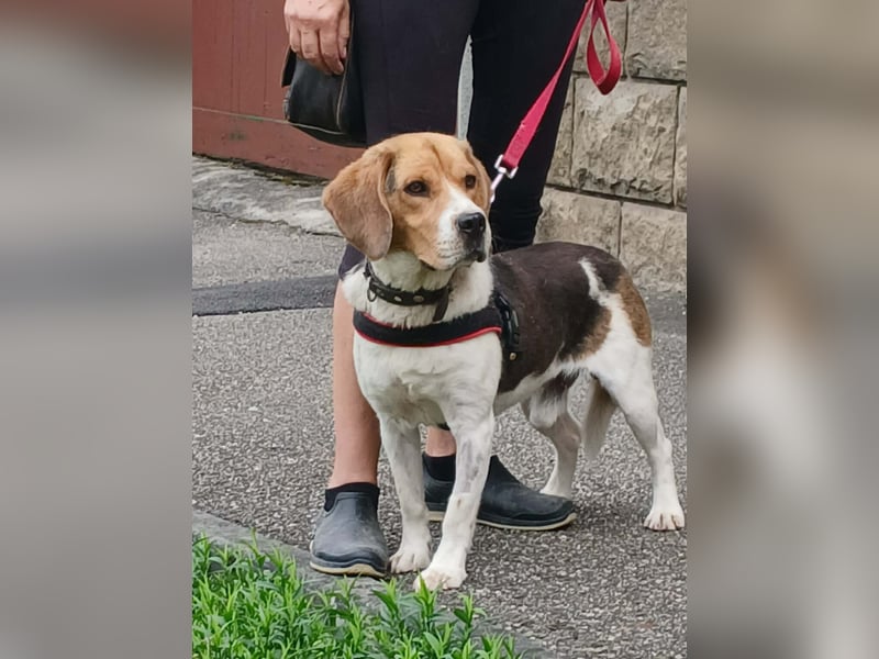 Rex sucht seine Familie!