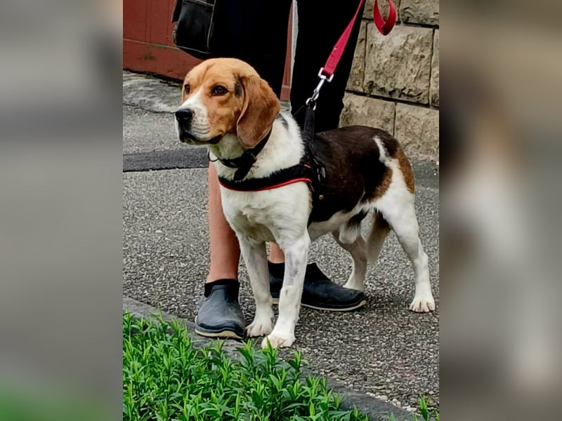 Rex sucht seine Familie!