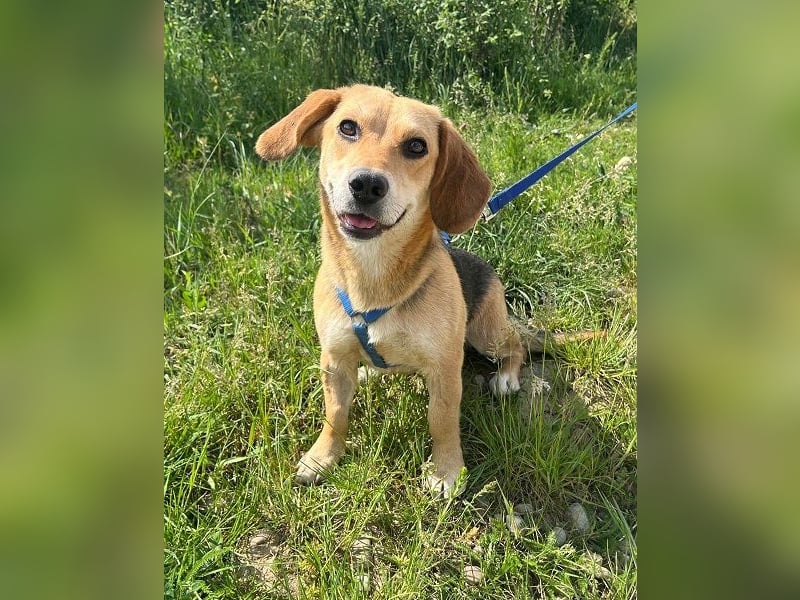 Beagle-Mix Fanny 32 cm geb. 12/2024 sucht eine liebe Familie