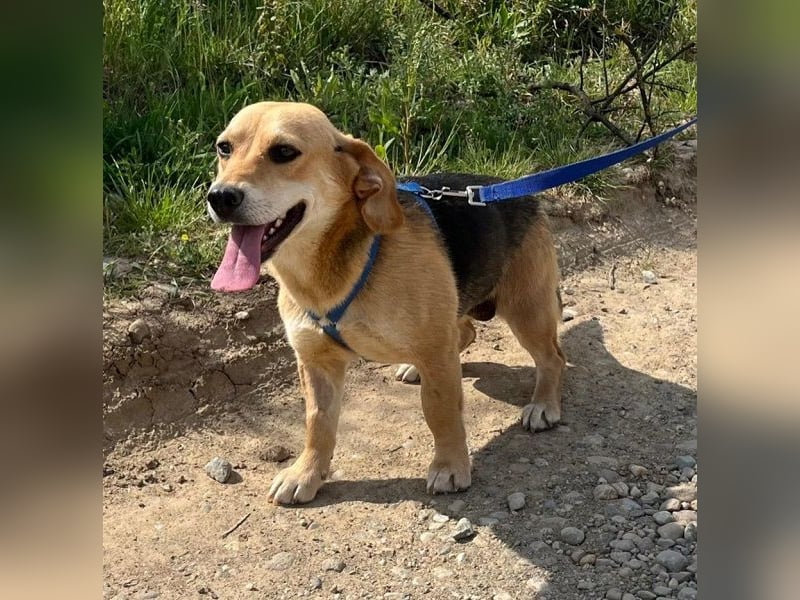 Beagle-Mix Fanny 32 cm geb. 12/2024 sucht eine liebe Familie