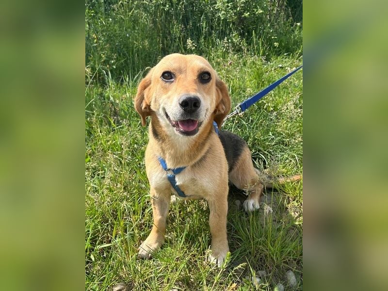 Beagle-Mix Fanny 32 cm geb. 12/2024 sucht eine liebe Familie