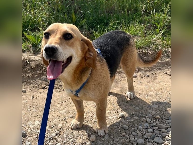 Beagle-Mix Fanny 32 cm geb. 12/2024 sucht eine liebe Familie