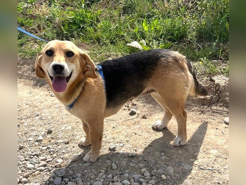 Beagle-Mix Fanny 32 cm geb. 12/2024 sucht eine liebe Familie