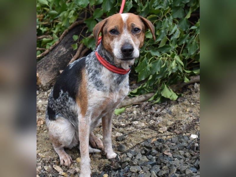 Lilu - dem engen Zwinger entkommen!