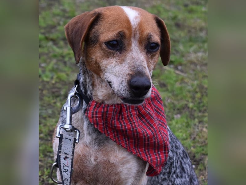 Lilu - dem engen Zwinger entkommen!