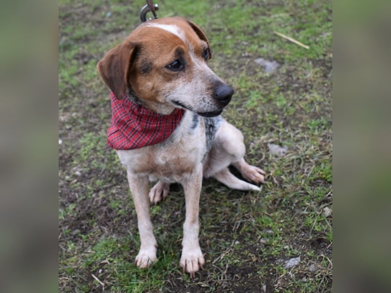 Lilu - dem engen Zwinger entkommen!