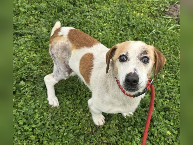 Miro - rüstiger Senior