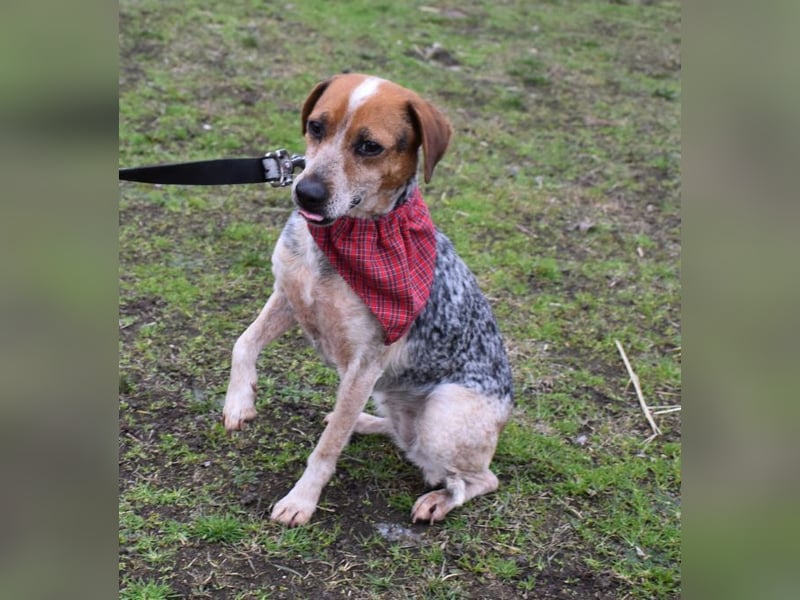 Lilu - dem engen Zwinger entkommen!