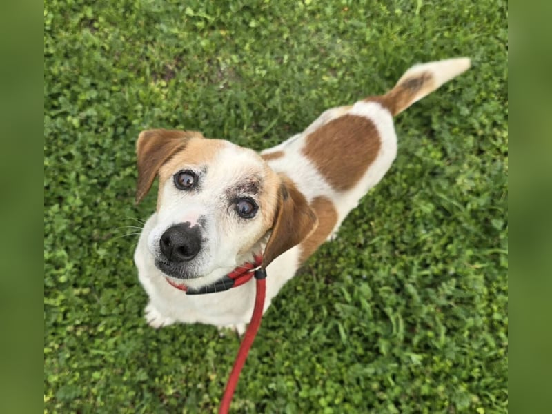 Miro - rüstiger Senior