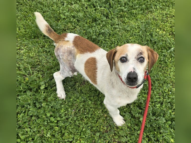 Miro - rüstiger Senior